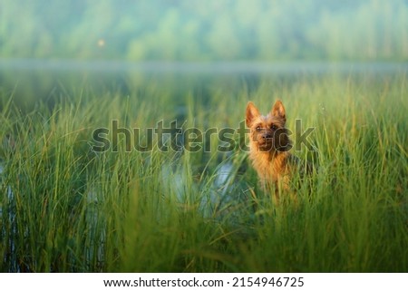 Similar – Foto Bild Niedlichen Hund auf Pier in der Nähe von Meer