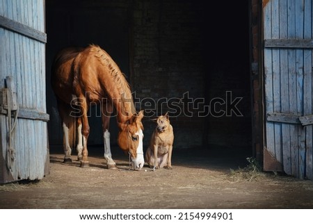 Similar – Image, Stock Photo horses in the sunset