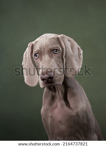 Similar – Image, Stock Photo Portrait of a weimaraner dog on the grass. Sepia tone photography.