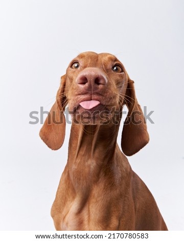 Similar – Image, Stock Photo Smiling dog with tongue sticking out vector illustration with blue background. EPS10 vector