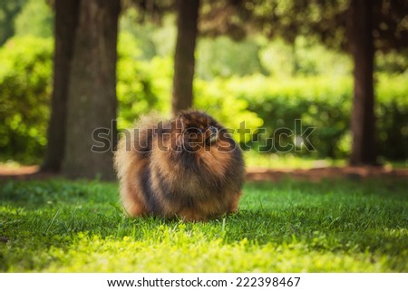 fluffy dog in the park. red dog in the grass