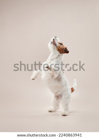 Similar – Image, Stock Photo cute dog standing on a sunny day on a balcony