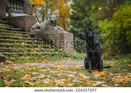 vintage Autumn black dog labrador nature, obedient
