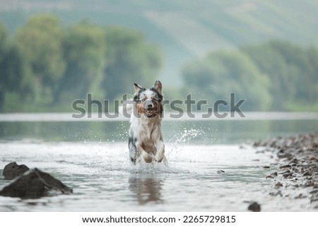 Similar – Image, Stock Photo dog on lake beach near mountains and forest in Georgia