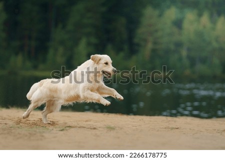 Similar – Image, Stock Photo dog on lake beach near mountains and forest in Georgia