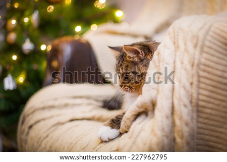 Tabby cat plays at the Christmas tree, Christmas holidays