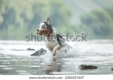 Similar – Image, Stock Photo dog on lake beach near mountains and forest in Georgia