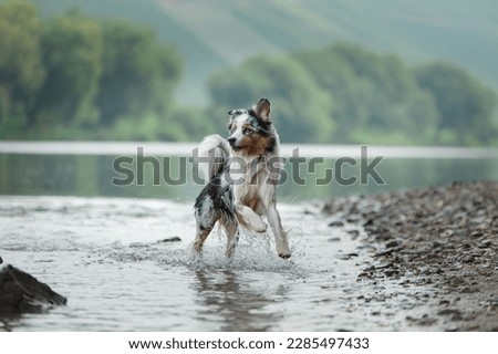 Similar – Image, Stock Photo Dog on the rocks at sunrise