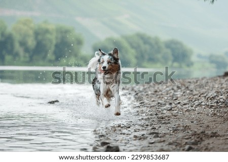 Similar – Image, Stock Photo dog on lake beach near mountains and forest in Georgia