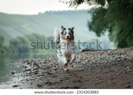 Similar – Image, Stock Photo dog on lake beach near mountains and forest in Georgia