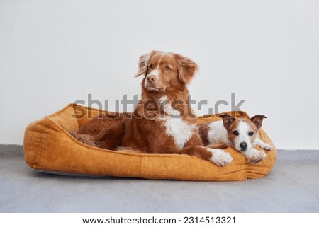 Image, Stock Photo Two dogs | Against all odds | Ploughing through the sea | The goal in sight