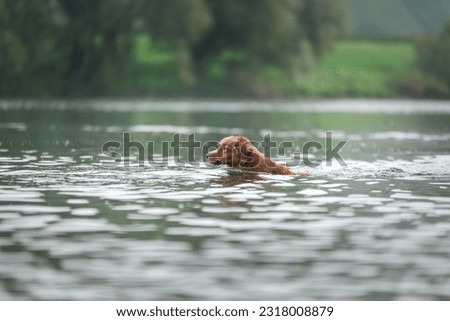 Similar – Image, Stock Photo dog on lake beach near mountains and forest in Georgia