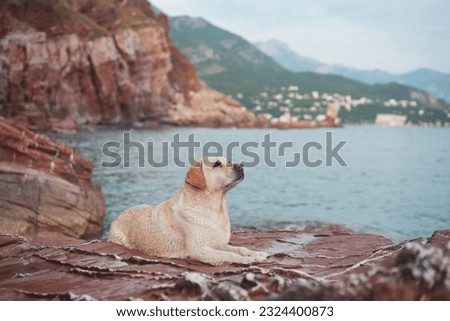 Similar – Image, Stock Photo Dog on the rocks at sunrise