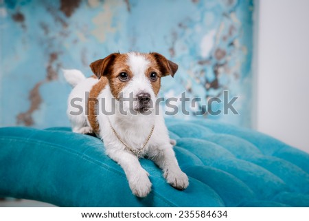 Dog Jack Russell Terrier, Studio, interior