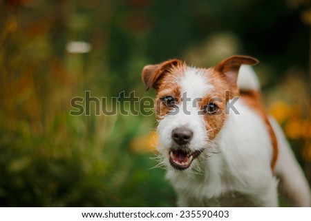 Cheerful dog, Jack Russell Terrier playing