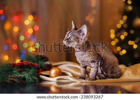 Devon Rex cat, Christmas and New Year,portrait beautiful cat on a color background