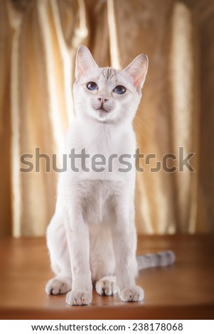 Tonkinese  cat portrait beautiful cat on a color background