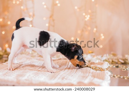 Toy fox terrier, Studio portrait puppy, Christmas and New Year