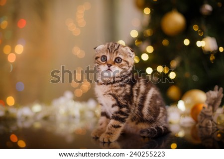 British kitten, Christmas and New Year, portrait cat on a studio color background