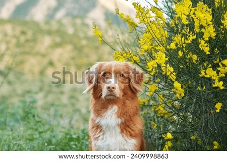 Similar – Image, Stock Photo Toller in the field Nature