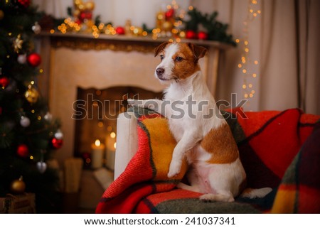 Jack Russell dog at the Christmas and New Year, portrait dog on a studio color background