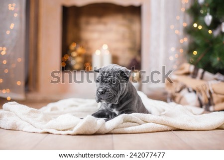 Dog breed Cane Corso puppy, portrait dog on a studio color background, Christmas and New Year