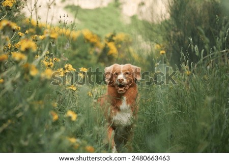 Similar – Image, Stock Photo Hike with dog in the high mountains