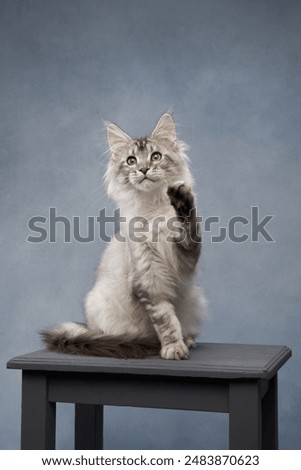 Similar – Image, Stock Photo Curiously, the Maine Coon cat peers over the edge of the sofa. Fotoline certainly doesn’t notice that she has snuck up and is about to chase her feet. Or maybe she does?