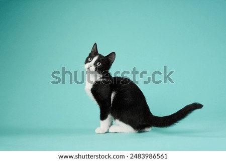 Similar – Image, Stock Photo black white cat with yellow eyes on a black background close up