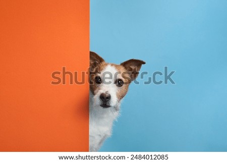 Similar – Image, Stock Photo dog photography animal