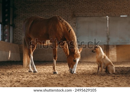 Similar – Image, Stock Photo Moment of a horse Horse