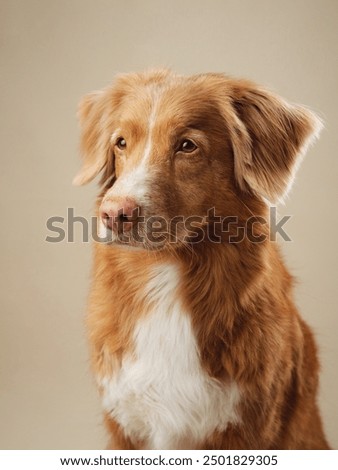 Similar – Image, Stock Photo caught by the gaze of a cat sitting in the middle of the living room