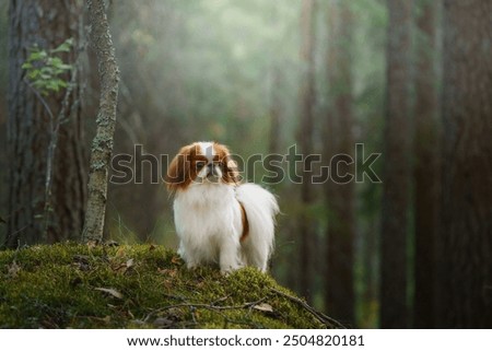 Similar – Image, Stock Photo Hike with dog in the high mountains