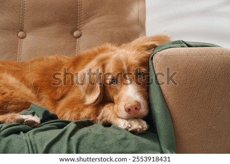 Similar – Image, Stock Photo Calm dog on green grass in countryside