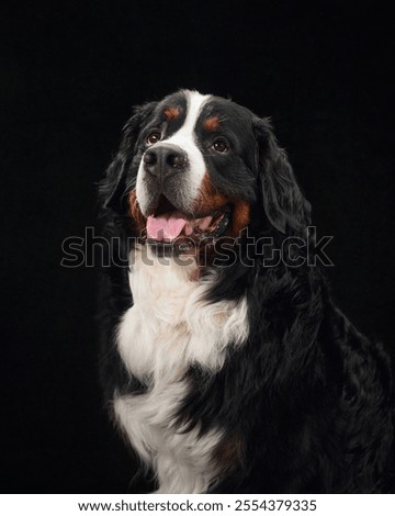 Foto Bild Ausdrucksstarker Rassehund mit geöffnetem Maul in gelbem Atelier