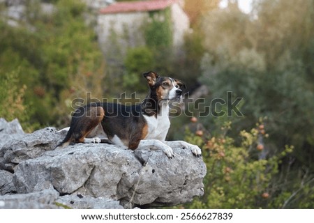 Similar – Image, Stock Photo Calm spotted dog sitting and looking up