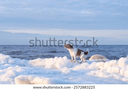 Similar – Image, Stock Photo Attention Winter Nature