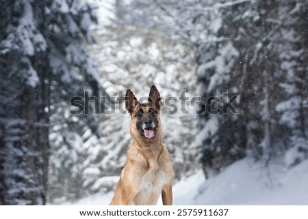 Similar – Image, Stock Photo Attention Winter Nature