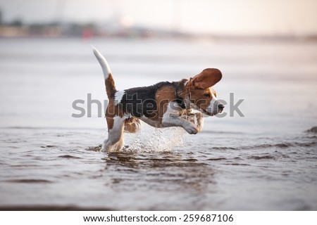 Dog breed  Beagle playing in water, swim, splash