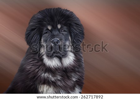 Drawing Tibetan mastiff puppy on color background