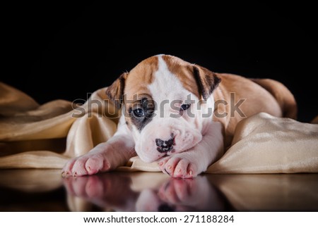 Puppy American Staffordshire Terrier, studio portrait dog on a color background
