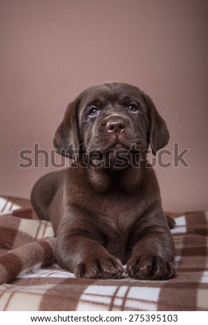 Studio portrait puppy brown labrador on a colored background