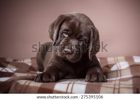 Studio portrait puppy brown labrador on a colored background