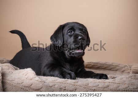 Studio portrait puppy black labrador on a colored background