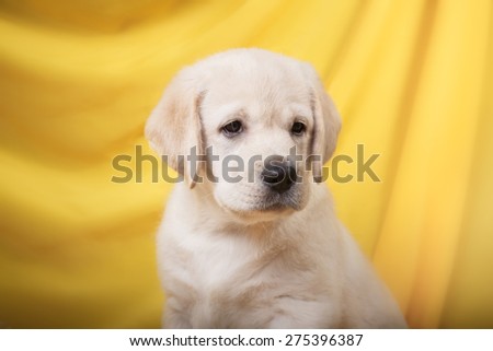 Studio portrait puppy labrador on a colored background