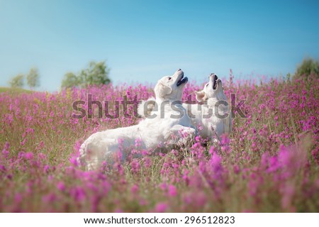 beautiful dog in flowers field, on the nature of motion
