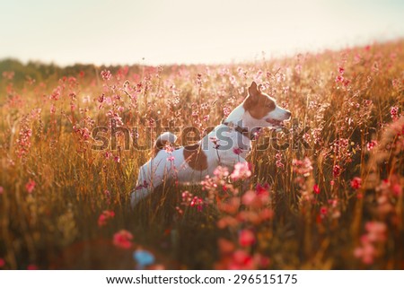 Dog jumping in the beautiful flower fields