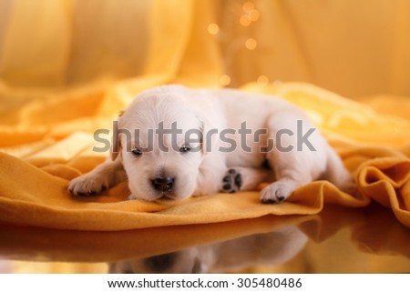 Golden retriever puppy , Studio portrait on a color background