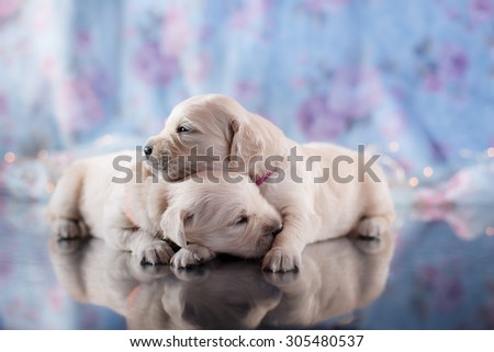 Golden retriever puppy , Studio portrait on a color background