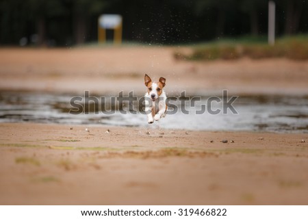 Dog runs on the beach to play an active